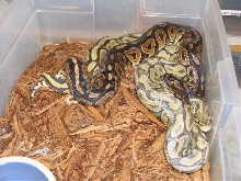 Cinnamon Pastel breeding Ghost